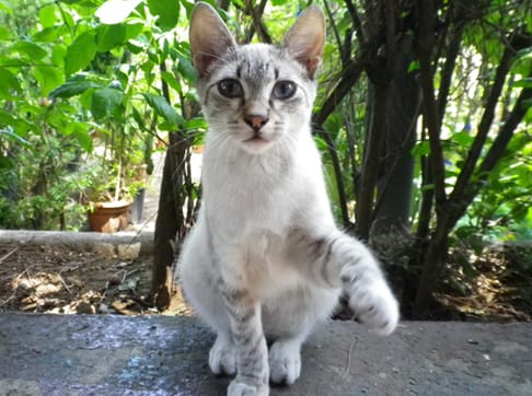 Cats of Sicily